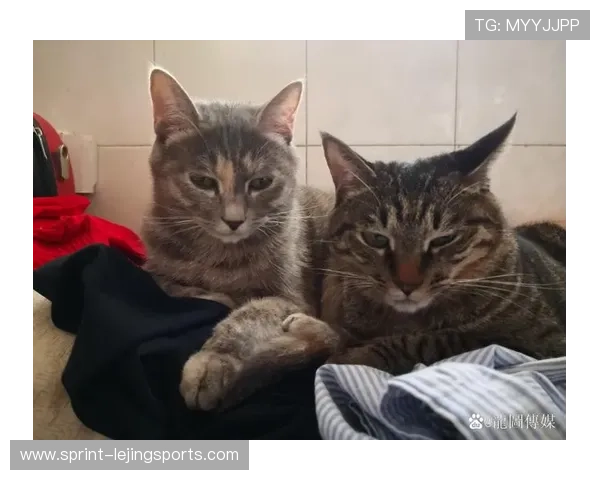 足球球星们的宠物猫盘点 这些可爱猫咪与球员的亲密关系揭秘